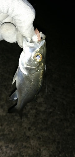 セイゴ（マルスズキ）の釣果