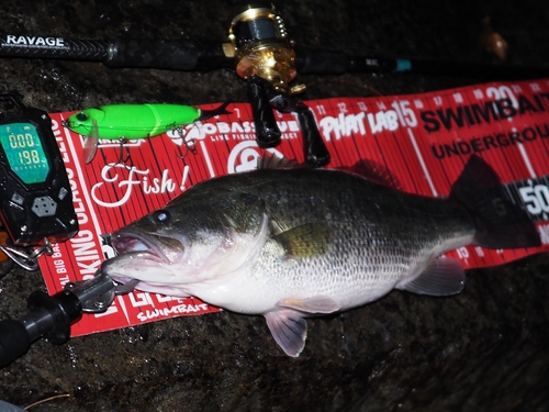 ブラックバスの釣果