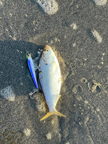 コノシロの釣果