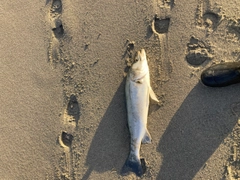 スズキの釣果