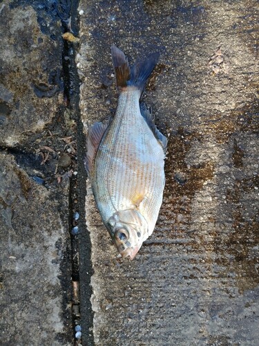 ウミタナゴの釣果