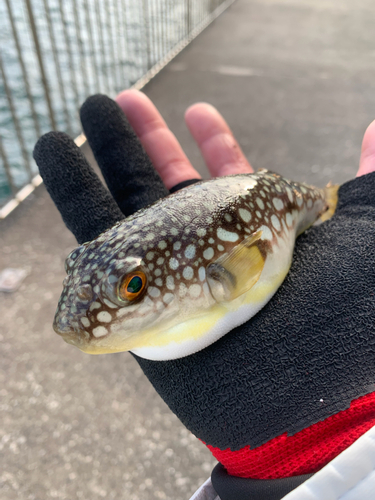 コモンフグの釣果