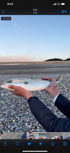 ハマチの釣果