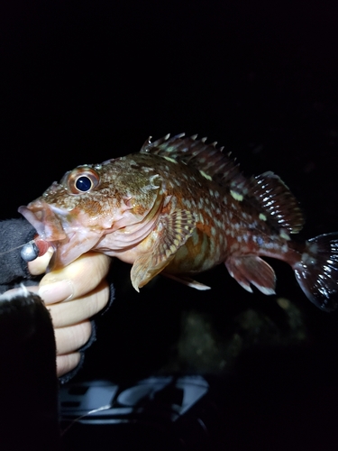 ガシラの釣果