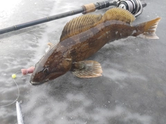 アイナメの釣果