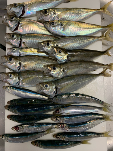 アジの釣果