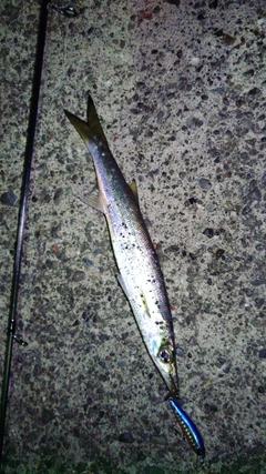 カマスの釣果