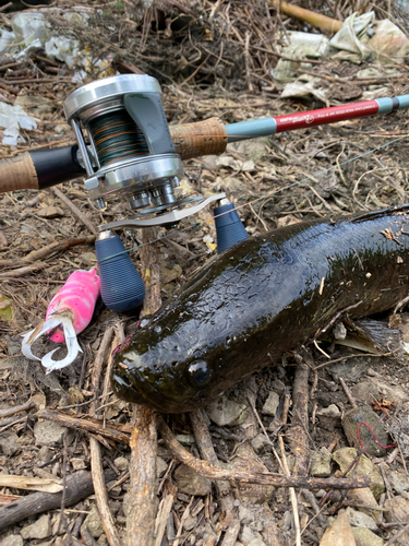 ライギョの釣果