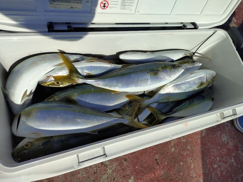 ハマチの釣果