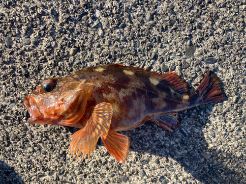 カサゴの釣果