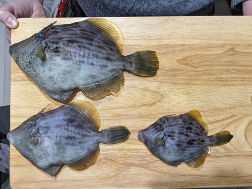 カワハギの釣果