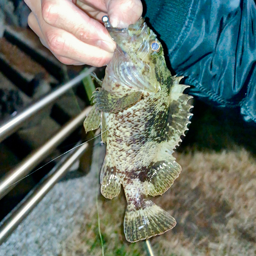 ムラソイの釣果