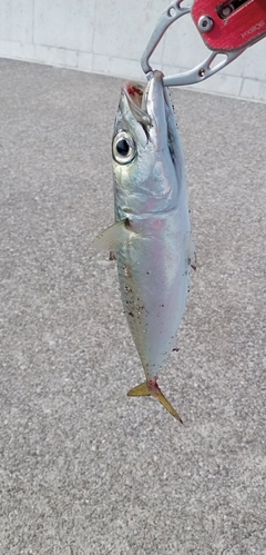 サバの釣果