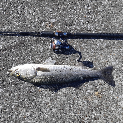 スズキの釣果