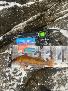 アイナメの釣果