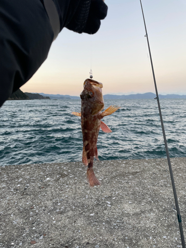 カサゴの釣果