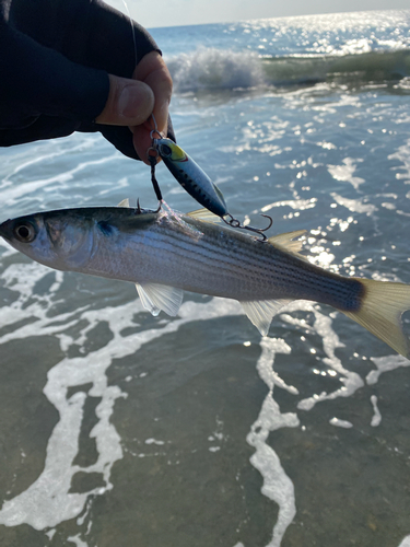 ボラの釣果