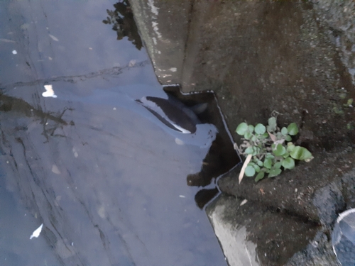 コイの釣果