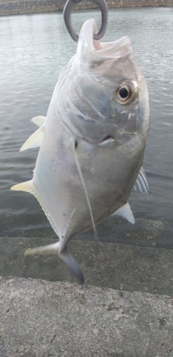 オニヒラアジの釣果