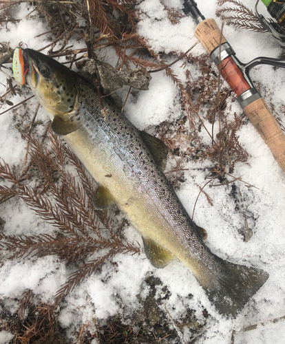 ブラウントラウトの釣果