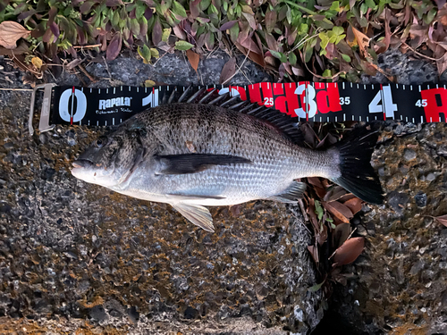 クロダイの釣果