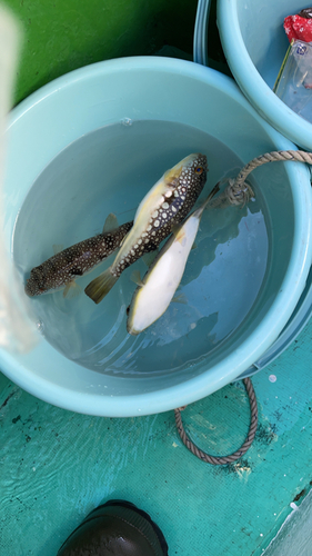 ショウサイフグの釣果