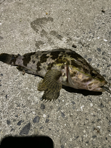 タケノコメバルの釣果