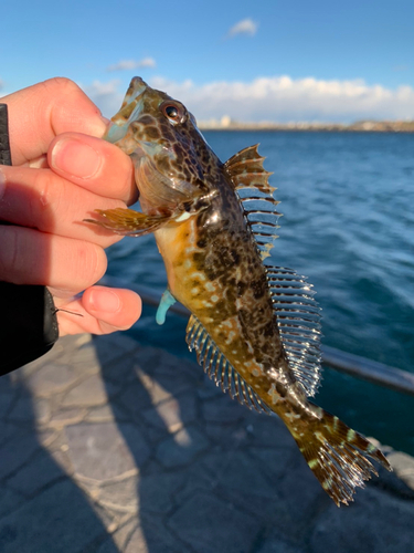 アナハゼの釣果