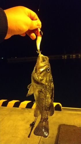 クロソイの釣果