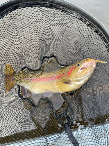 ブラウントラウトの釣果