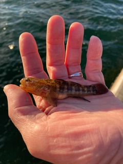シモフリシマハゼの釣果