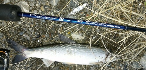 ウグイの釣果