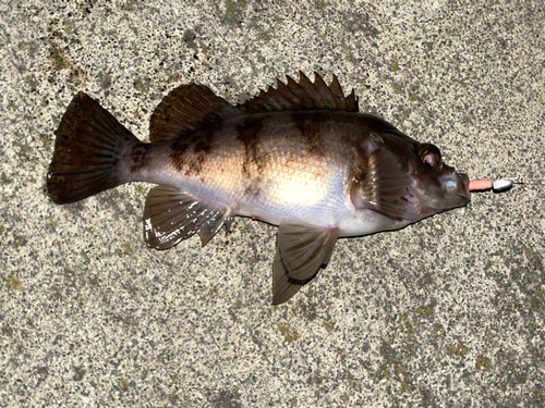 メバルの釣果