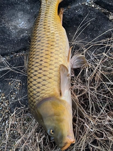 コイの釣果