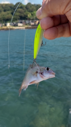 釣果