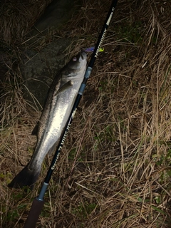 セイゴ（マルスズキ）の釣果