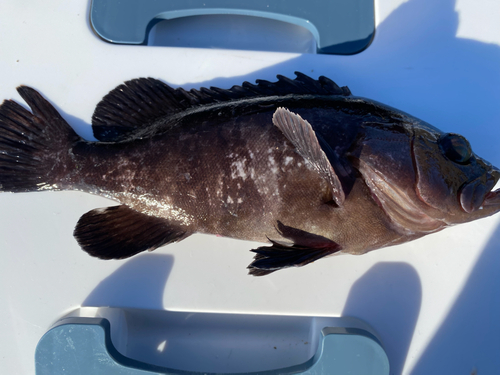 マハタの釣果