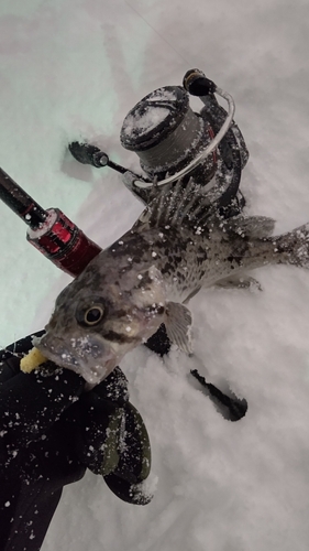 ソイの釣果