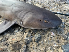 ドチザメの釣果