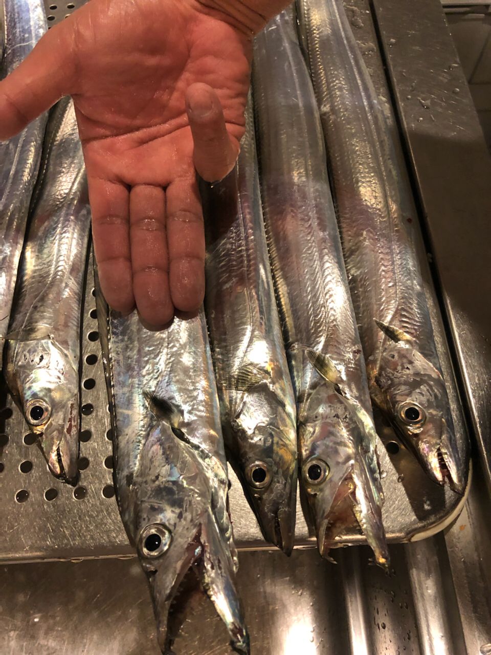 タチウオ