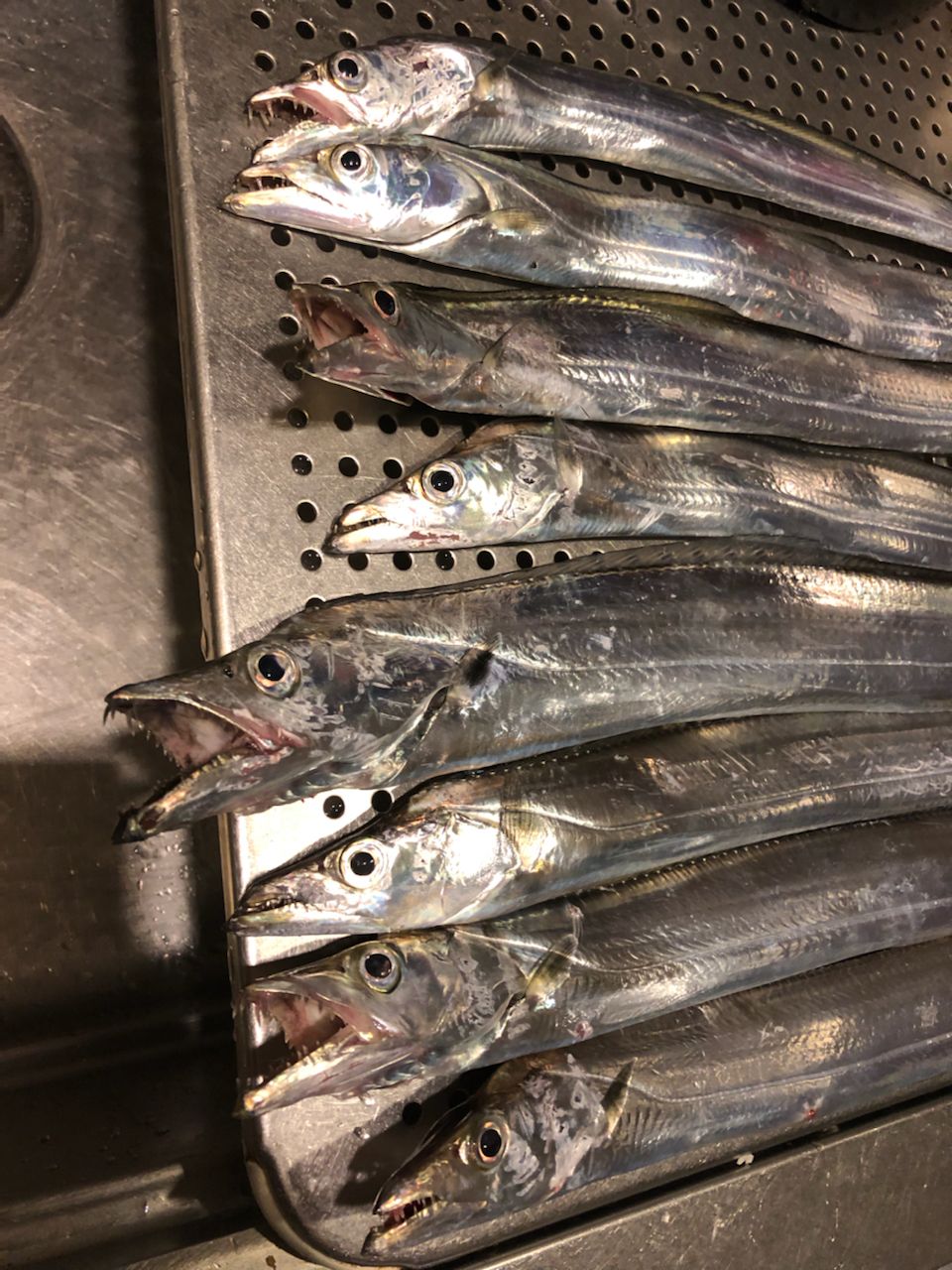 タチウオ
