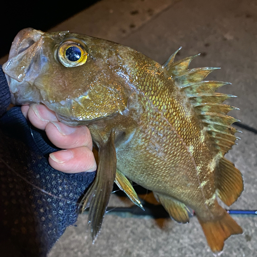 エゾメバルの釣果