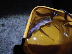 ハゼの釣果