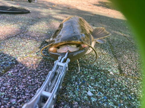 ナマズの釣果