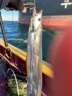 タチウオの釣果