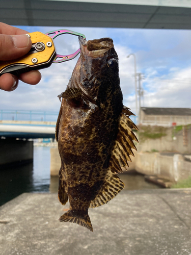 タケノコメバルの釣果