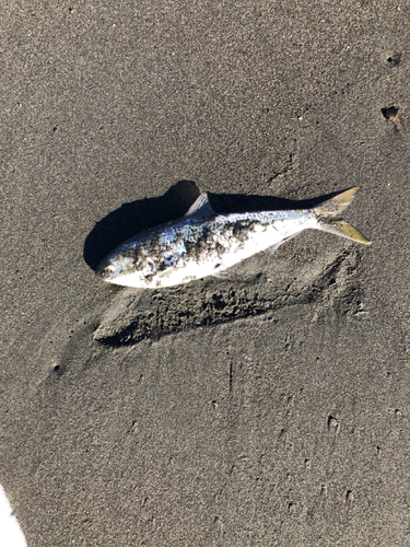 コノシロの釣果