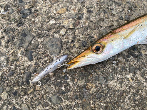 カマスの釣果