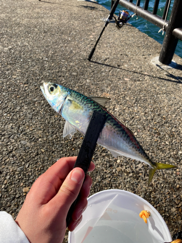 サバの釣果