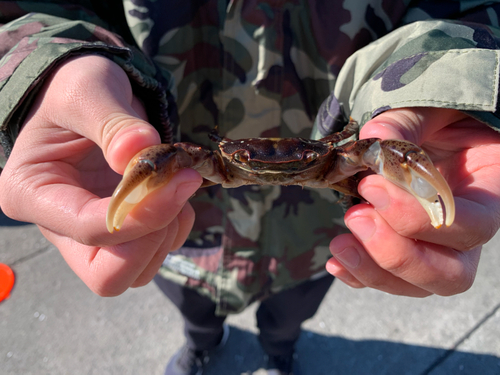 カニの釣果